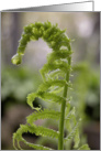 Happy Spring - Fern Frond card