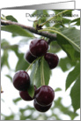 Door County, Wisconsin - Cherries - Blank Note Cards