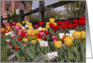 Happy Easter to Sister in Law - Colorful Tulip Garden card