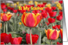 Happy Easter To My Teacher - Red and Yellow Tulip Garden card