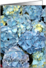 Blue Hydrangea Flower - Blank Note Cards