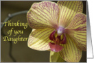 Thinking of You Daughter - Yellow Orchid Flower card