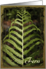Green Fern Frond - Blank Note Cards