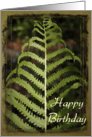 Happy Birthday - Miss You - Green Fern Frond card