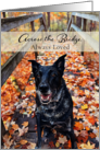 Across the Bridge Pet Sympathy card