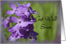 Get Well Soon - Purple Wildflowers card