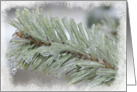 Icy Pine Needles - Blank Note Card