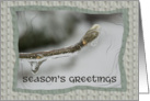 Season’s Greetings - Icy Magnolia card