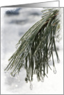 Icy Pine Needles - Blank Note Card