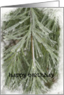 Happy Birthday - Icy Pine Needles card