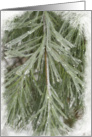 Icy Pine Needles - Blank Note Cards