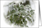 Icy Holly Bush Blank Note Card