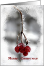 Merry Christmas - Frosty Red Berries card