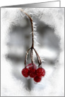Christmas Birthday - Frosty Red Berries card