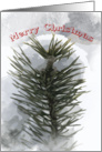 Snowy Pines - Christmas Card