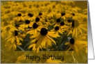 Happy Birthday - Yellow Black Eyed Susan Flowers card