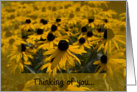 Thinking of You - Yellow Black Eyed Susan Flowers card