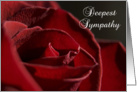 Deepest Sympathy - Red Rose Flower card