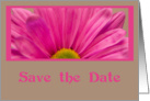 Wedding Save the Date Announcement - Pink Daisy Flower card