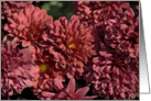 Red Chrysanthemums - Blank Note Cards