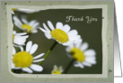 Thank You - White Daisies card