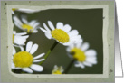 Blank Note Card - White Daisies card