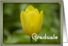 Congratulations Graduation - Yellow Tulip card