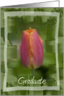 Congratulations Graduation - Pink Tulip Flower card