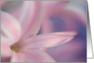 Blank Note Card Pink Hyacinth Flower card
