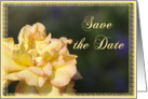 Wedding Save the Date Announcement Yellow Fancy Rose card