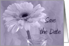 Wedding Save the Date Gerbera Daisy with Purple Tint card