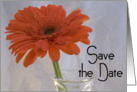 Wedding Save the Date Announcement Orange Gerbera Daisy card