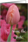 Wedding Save the Date Pink Tulip card