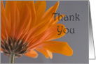 Orange Daisy Thank You Note card