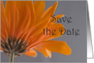 Orange Daisy Wedding Save the Date Announcement card