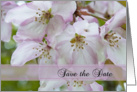 White and Pink Crab Apple Blossoms Wedding Save the Date Announcement card