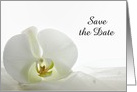 Wedding Save the Date Announcement White Orchid card