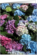 Friendship - Multi-Colored Hydrangea Flower Blossoms card