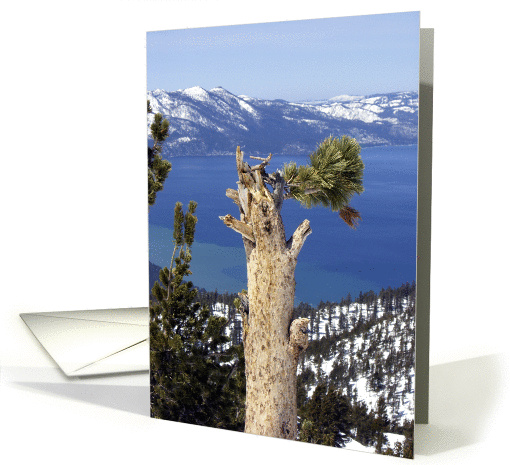 Nature - Pine Tree on Lake Tahoe card (130877)