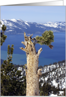 Nature - Pine Tree on Lake Tahoe card