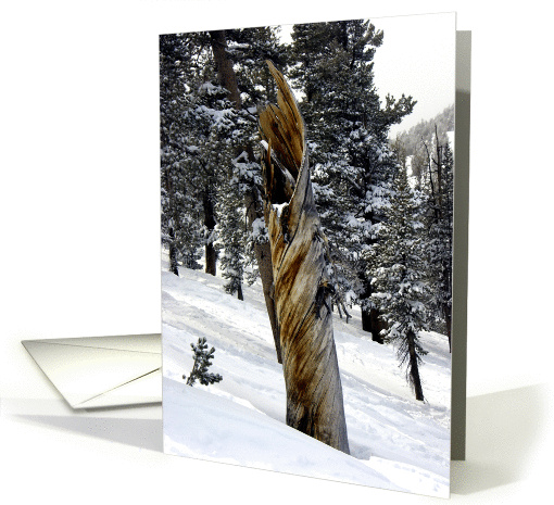 Nature - Twisted Tree Trunk in the Snow card (130889)
