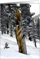 Nature - Twisted Tree Trunk in the Snow card