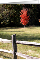 Thank You - Gratitude - Red Autumn Tree card