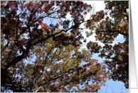 Inspirational - Fall Tree Tops card
