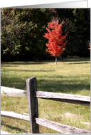 Happy Fall Tree with Red Autumn Leaves card