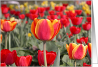 Happy Spring - Red and Yellow Tulip Garden card