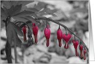 I love you-Red Bleeding Hearts Flowers card