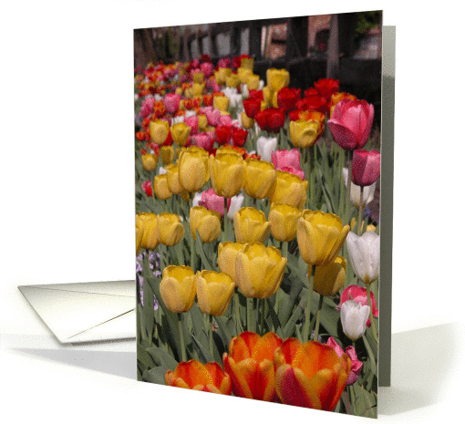 Blank Note Card - Roadside Tulip Garden card (142042)