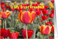 Happy Easter To My Great Grandma - Red and Yellow Tulip Garden card