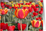 Happy Easter To My Grandma - Red and Yellow Tulip Garden card